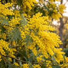 Golden Mimosa Seeds Acacia dealbata Flowering Mimosa Tree Seeds