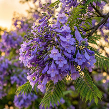 Jacaranda Tree Seeds Jacaranda mimosifolia Blue Flowering Tree Seeds