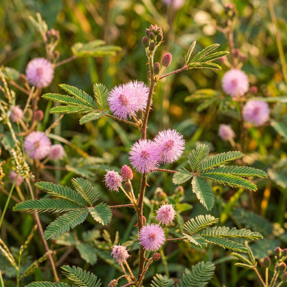 Sensitive Plant Seeds (Mimosa pudica) – Touch Me Not Plant
