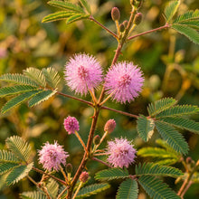 Sensitive Plant Seeds (Mimosa pudica) – Touch Me Not Plant