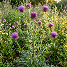 Milk Thistle Seeds (Silybum marianum) – Herb Flower Seeds