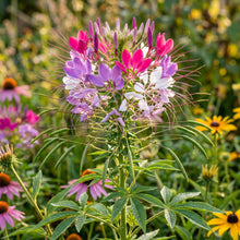Spider Flower Seeds Cleome Mix Annual Flower Seeds