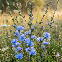 Chicory Seeds (Cichorium intybus) – Heirloom Open Pollinated Wildflower Seeds