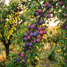 Wild Plum Tree Seeds – Outdoor Fruit Plant Seeds