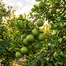 Grapefruit Seeds – Citrus Fruit Plant Seeds
