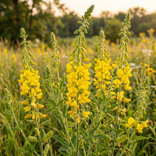 Showy Rattlebox Seeds – Crotalaria Flower Seeds