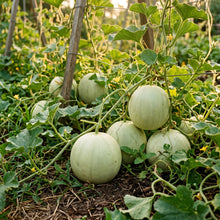 Honeydew Melon Seeds – Green Fruit Plant Seeds