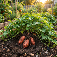 Sweet Potato Seeds – Vegetable Plant Seeds