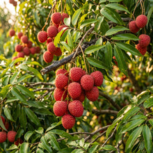 Lychee Seeds – Fruit Tree Seeds