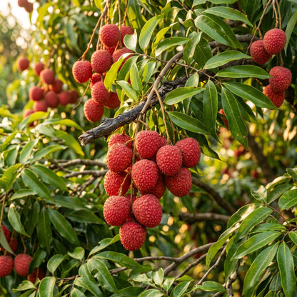Lychee Seeds – Fruit Tree Seeds