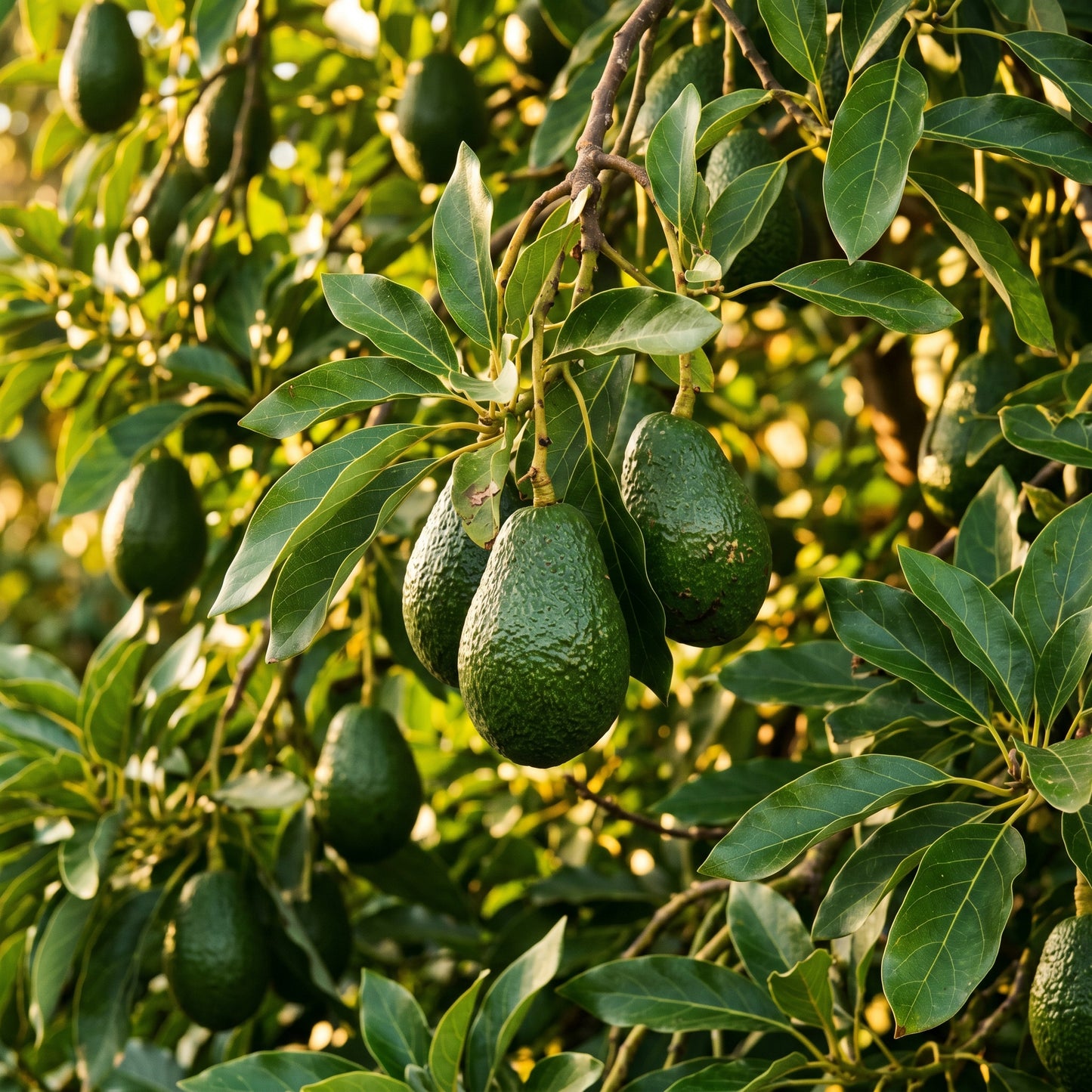 Avocado Seeds – Fruit Plant Seeds