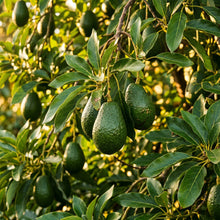 Avocado Seeds – Fruit Plant Seeds