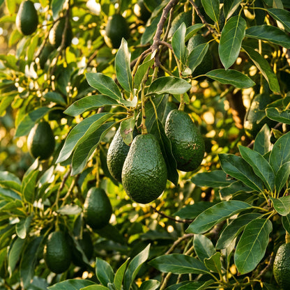Avocado Seeds – Fruit Plant Seeds