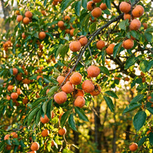 American Persimmon Seeds