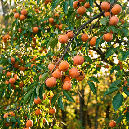 American Persimmon Seeds