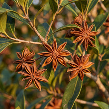 Star Anise Seeds