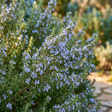 Rosemary Seeds for Herb Garden Planting