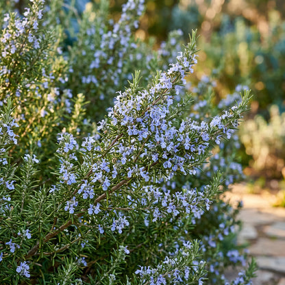 Rosemary Seeds for Herb Garden Planting