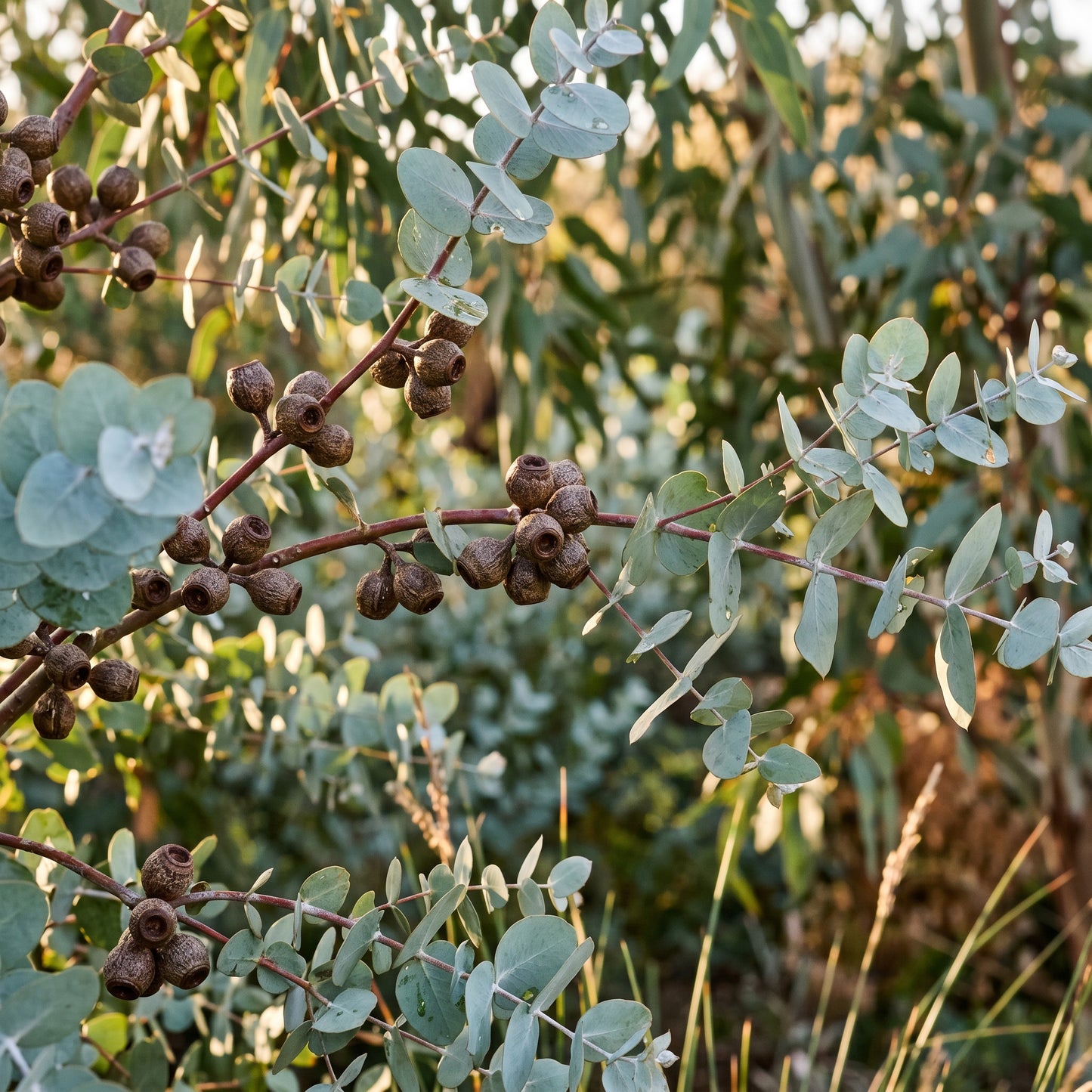 Argyle Apple Eucalyptus Seeds (Eucalyptus cinerea) Silver Foliage Tree for Garden and Container Growing