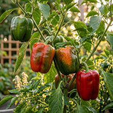 Bell Pepper Seeds California Wonder Vegetable Plant for Garden Growing