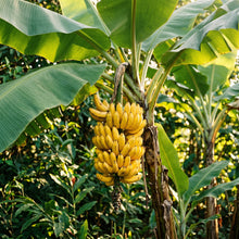 Banana Seeds Plant for Tropical Garden Growing