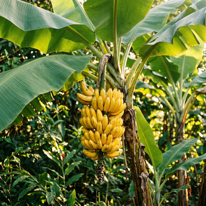Banana Seeds Plant for Tropical Garden Growing