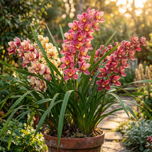 Cymbidium Orchid Seeds Flower Plant for Garden Growing