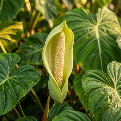 Philodendron Seeds Indoor Plant for Home Growing