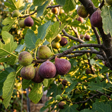 Fig Seeds Fruit Plant for Garden Growing