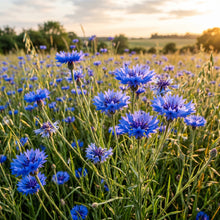 Cornflower Seeds Flower Plant for Garden Growing
