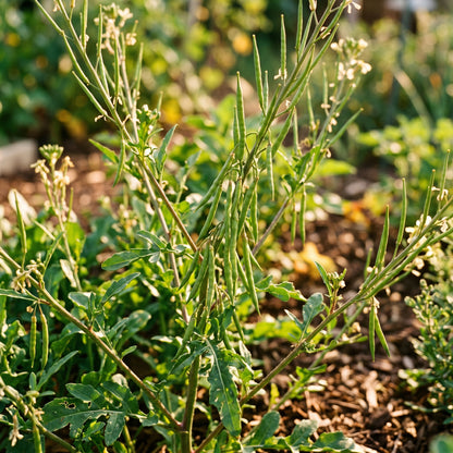 Arugula Seeds Leafy Vegetable for Garden Growing