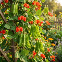 Asparagus Pea Seeds for Planting