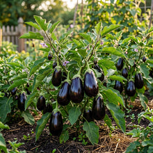 Organic Black Beauty Brinjal Eggplant Seeds for Planting