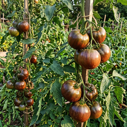 Black Tomato Seeds – Heirloom Tomato Seeds for Home Garden