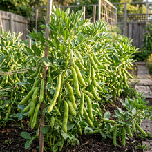 Broad Bean Aquadulce Claudia Seeds for Home Garden