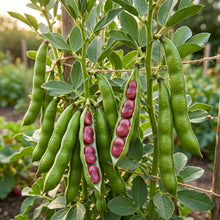 Broad Bean Red Epicure Seeds for Planting