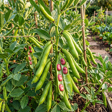 Broad Bean Red Epicure Seeds for Planting