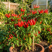 Hot Pepper Demon Red Vegetable Seeds for Planting
