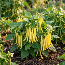 Dwarf French Bean Dior Vegetable Seeds