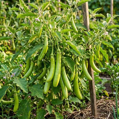Brinjal Green Long Vegetable Seeds for Planting