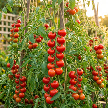Tomato Katie Bell Seeds for Planting