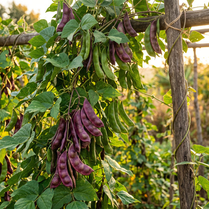 Madagascar Bean Seeds for Planting