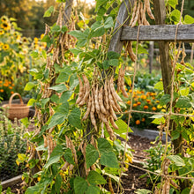 Mayflower Bean Seeds for Planting