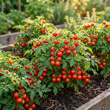 Tomato Micro Tom Seeds for Planting