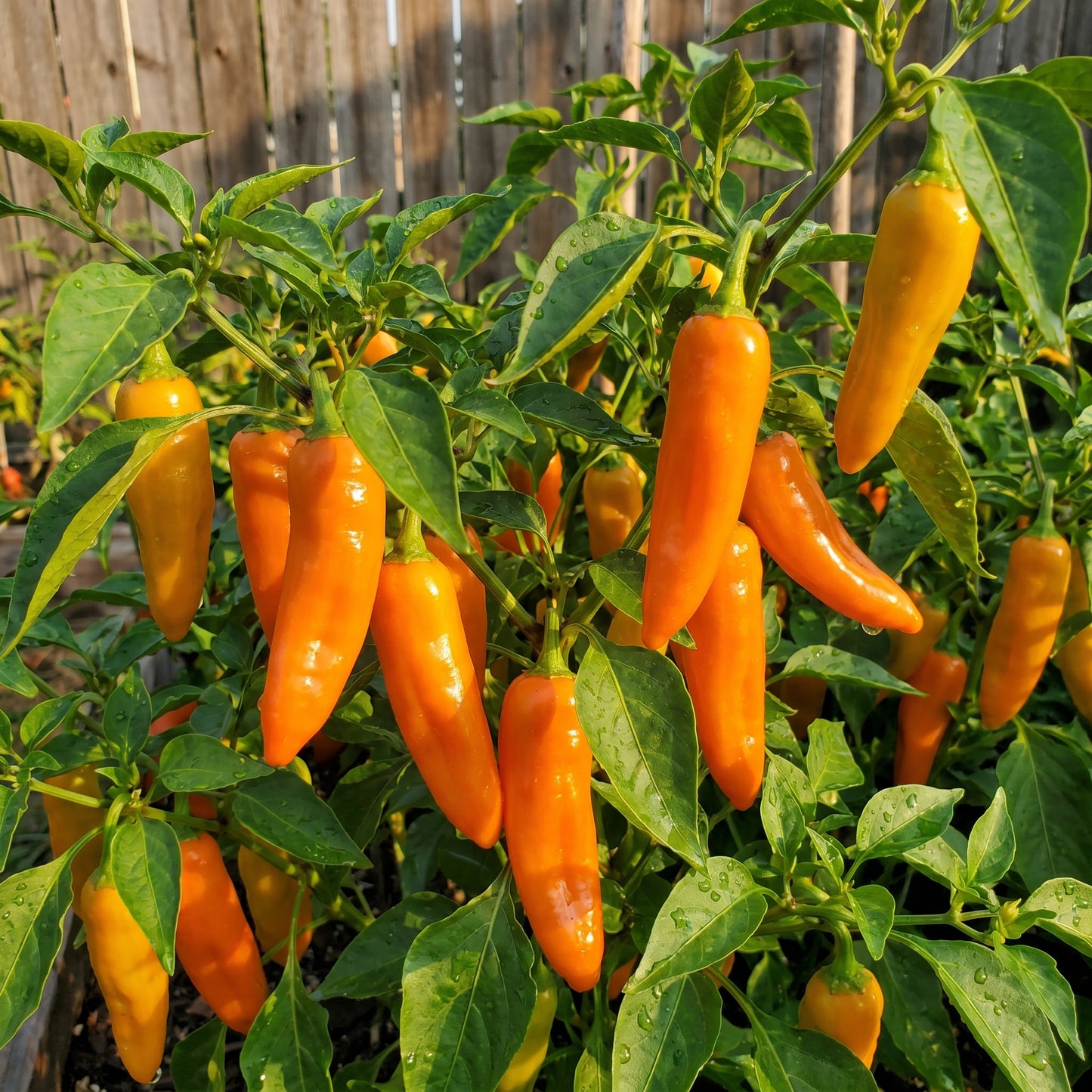 Orange Pepperoncini Hot Pepper Seeds for Planting