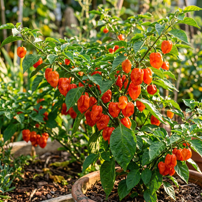 Chilli Paper Lantern Seeds for Planting