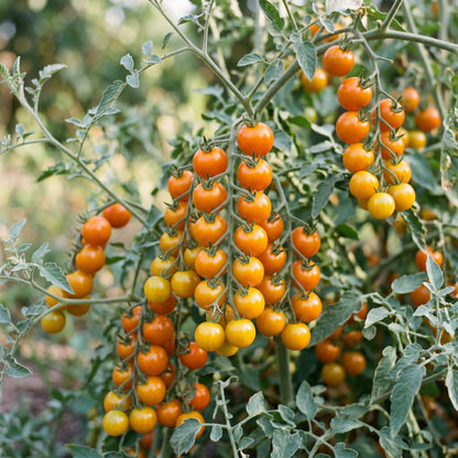 Tomato Peruvianum Seeds for Planting