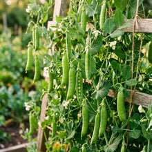 Petit Pois Vegetable Seeds for Planting