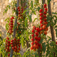 Principe Borghese Tomato Seeds for Planting