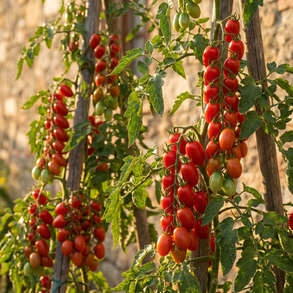 Principe Borghese Tomato Seeds for Planting